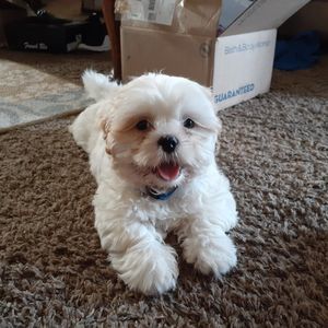 Meet your Posher, Laura